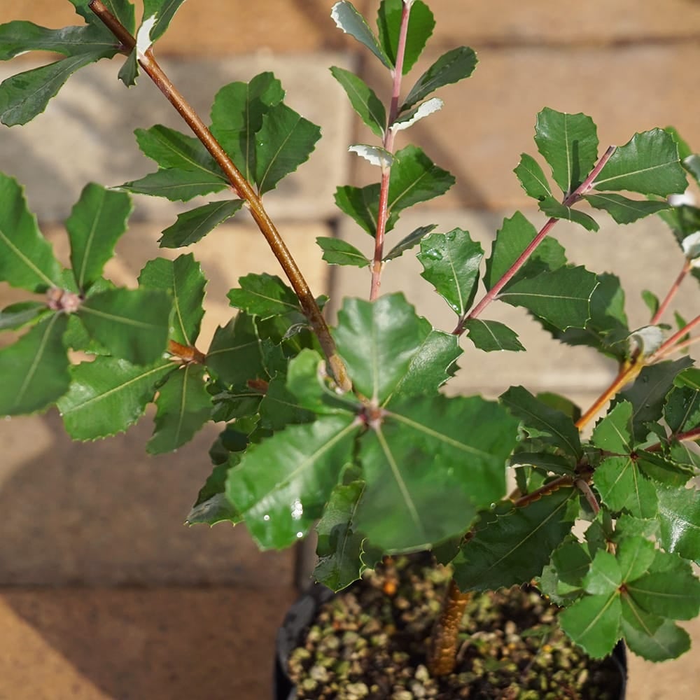 這性　バンクシア　レペンス　鉢植え　苗　ネイティブプランツ　ドライガーデン　レア 000000095569-02.jpg?size=l&w=