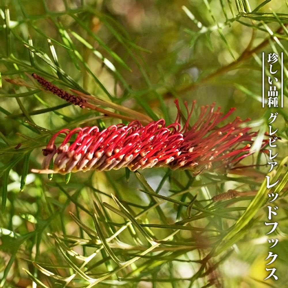 000000095635-01.jpg?size=l&w=