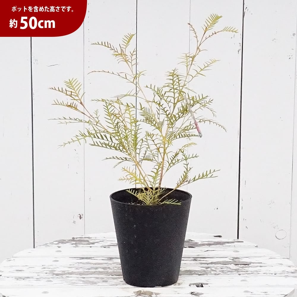 グレビレア レッドフックス 苗 販売 苗木部 By 花ひろばオンライン