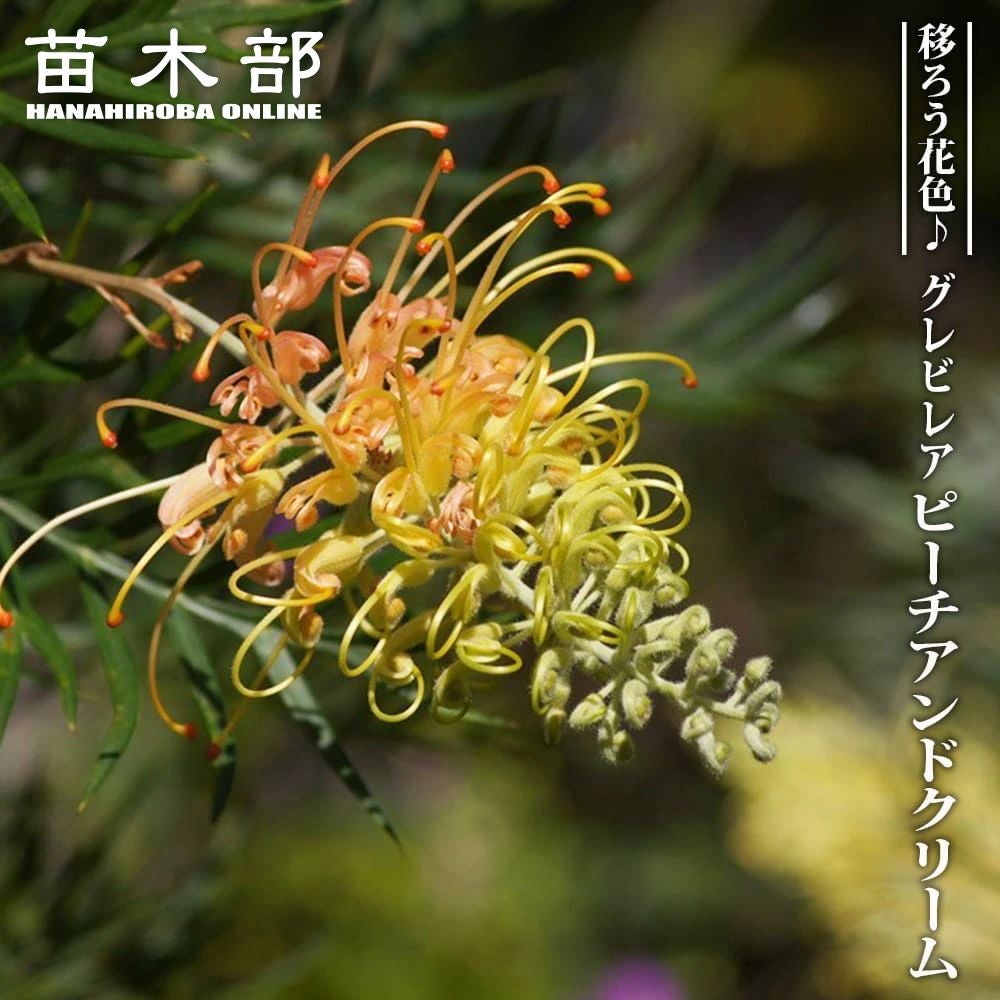 000000095636-01.jpg?size=l&w=