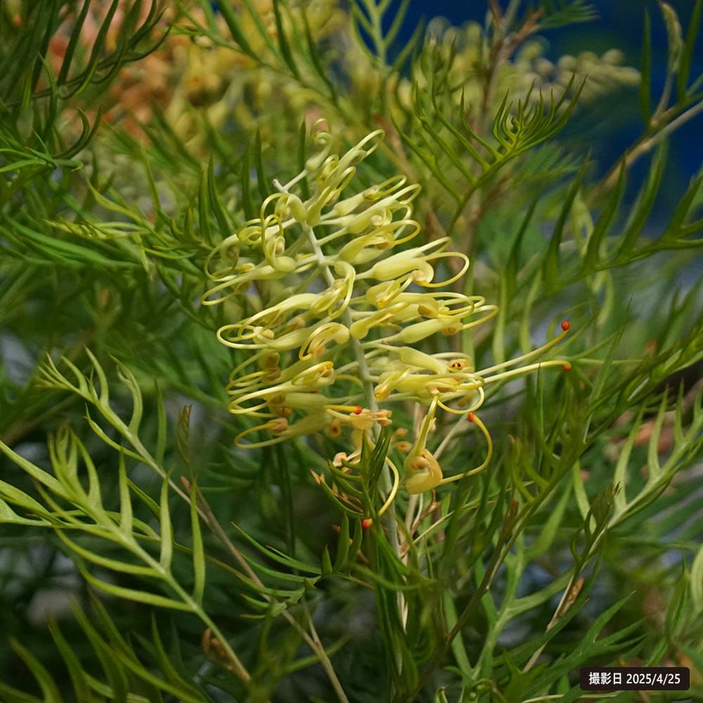 グレビレア ピーチアンドクリームの通販 おすすめ 苗木部 By 花ひろば