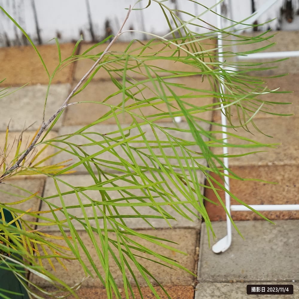 グレビレア ハニージェムの通販 苗木部 By 花ひろばオンライン