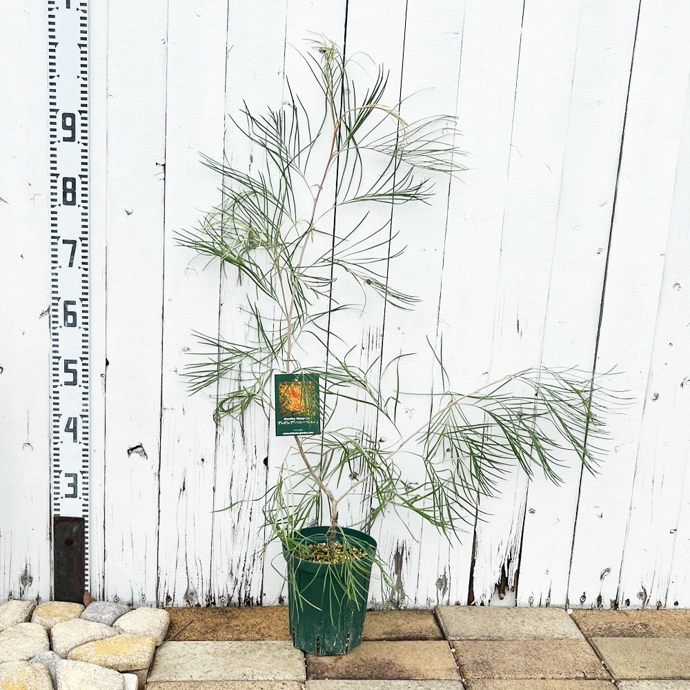 000000095638-04.jpg?size=l&w=