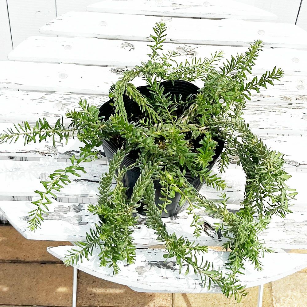 グレビレア ラニゲラの通販 苗木部 By 花ひろばオンライン