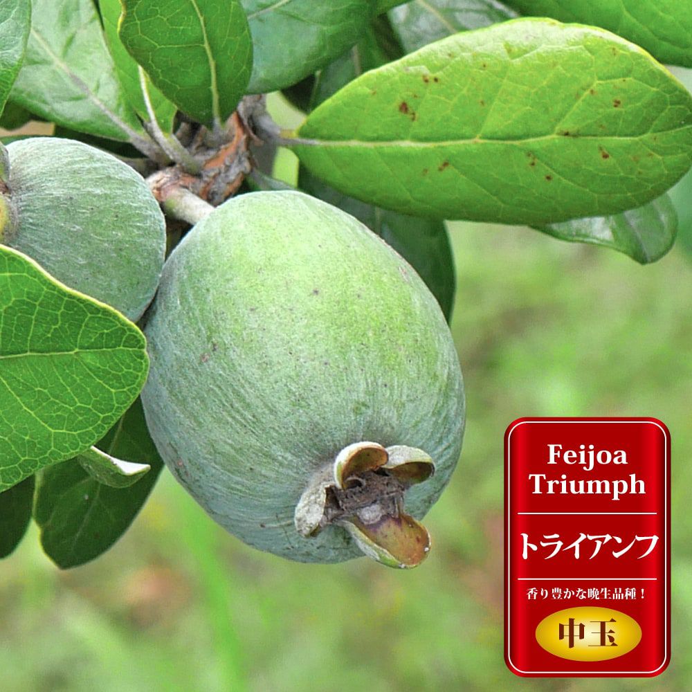 フェイジョア トライアンフ 苗 おすすめ 苗木部 By 花ひろばオンライン