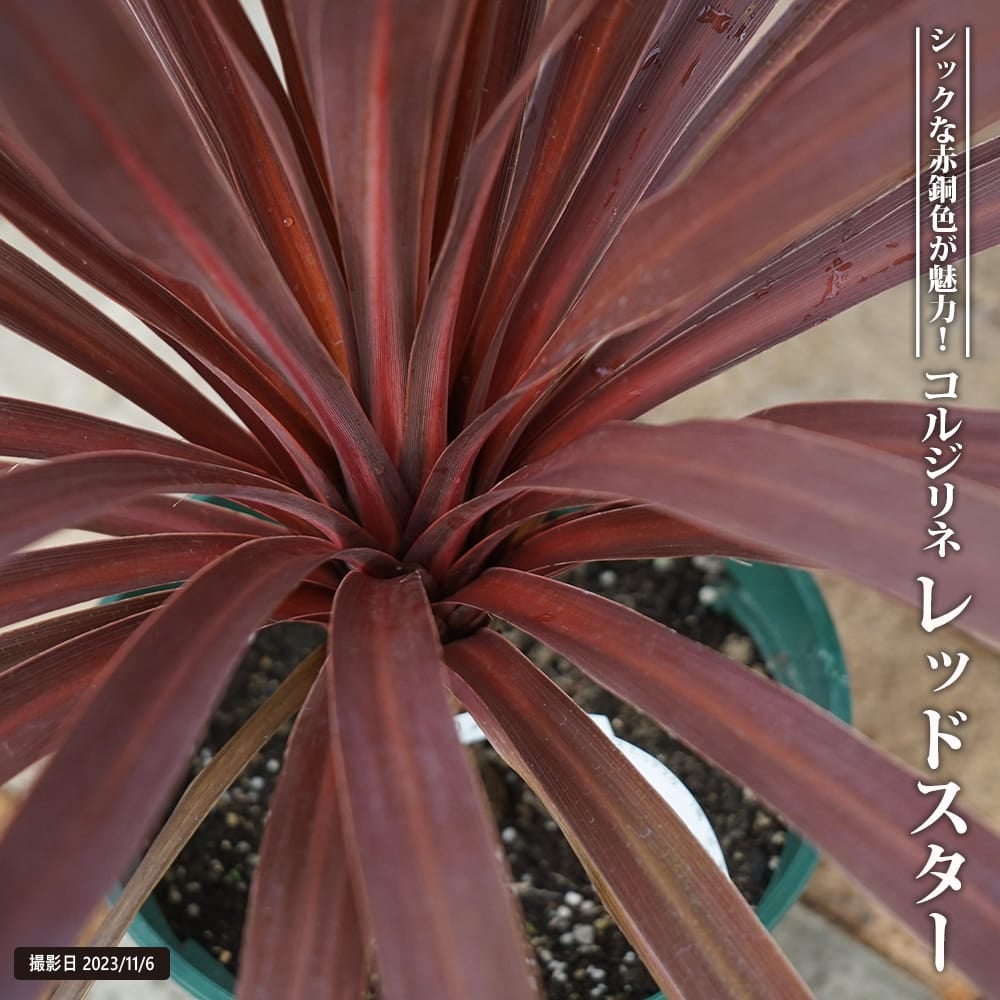 コルジリネ（ドラセナ） | 苗木部 本店 By 花ひろばオンライン