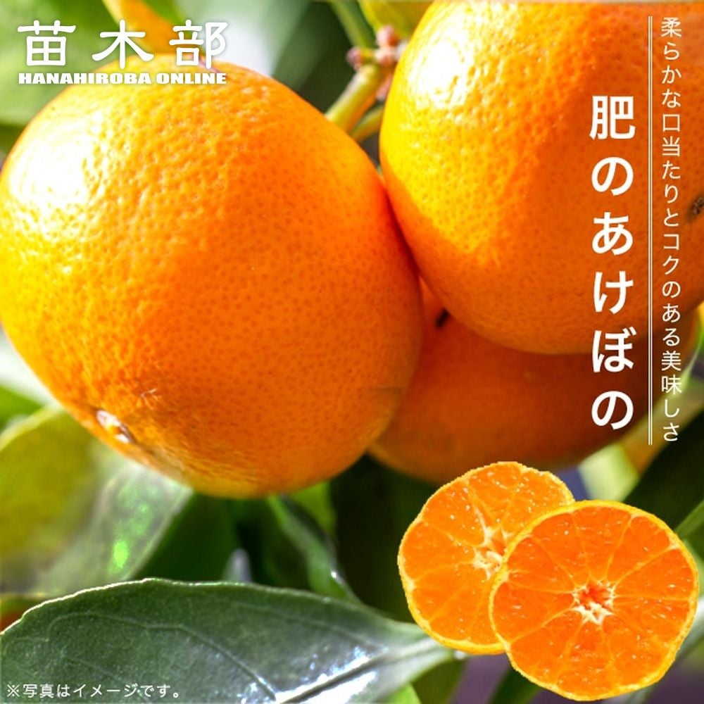 柑橘 温州みかん 日南1号 苗 通販 苗木部 By 花ひろばオンライン