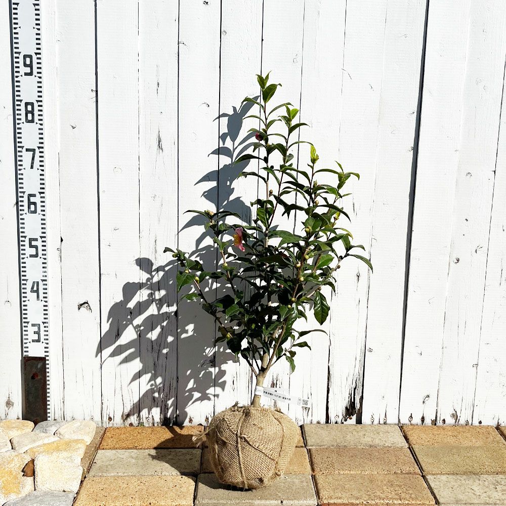 000000095749-03.jpg?size=l&w=