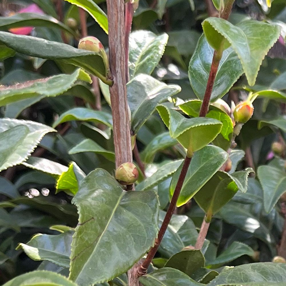 椿 茶椿 炉開き 苗 販売 苗木部 By 花ひろばオンライン