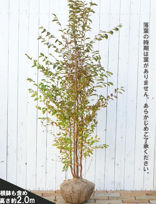 000000095790-03.jpg?size=l&w=