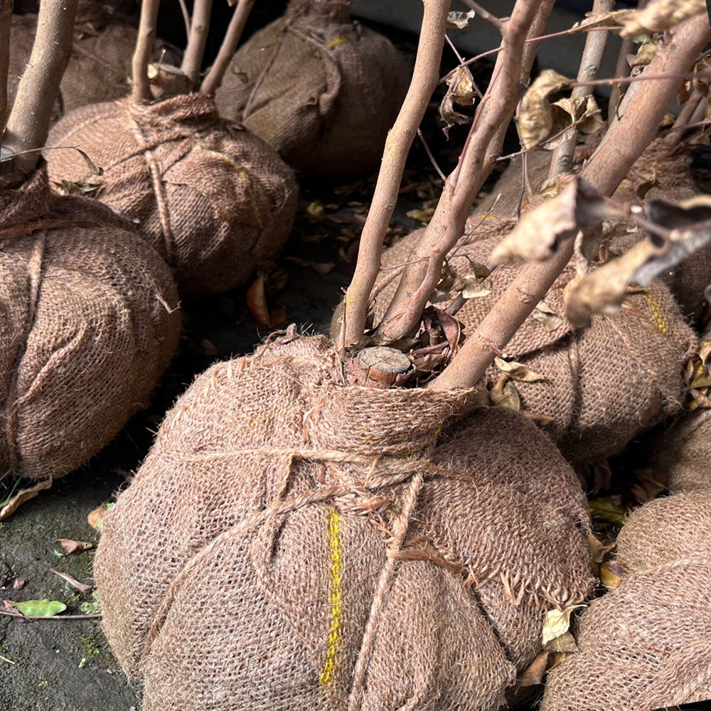 シャラノキ ヒメシャラ 苗 育て方 苗木部 By 花ひろばオンライン