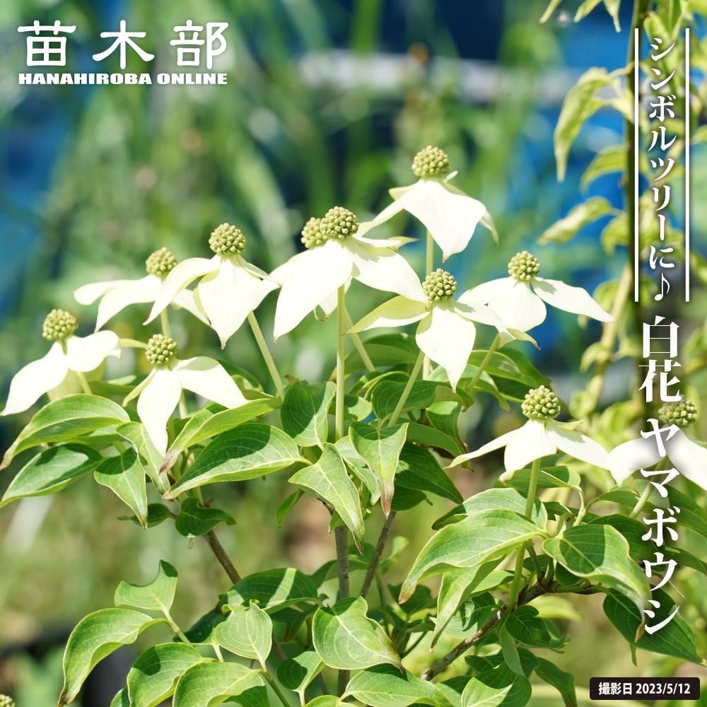 000000095797-01.jpg?size=l&w=