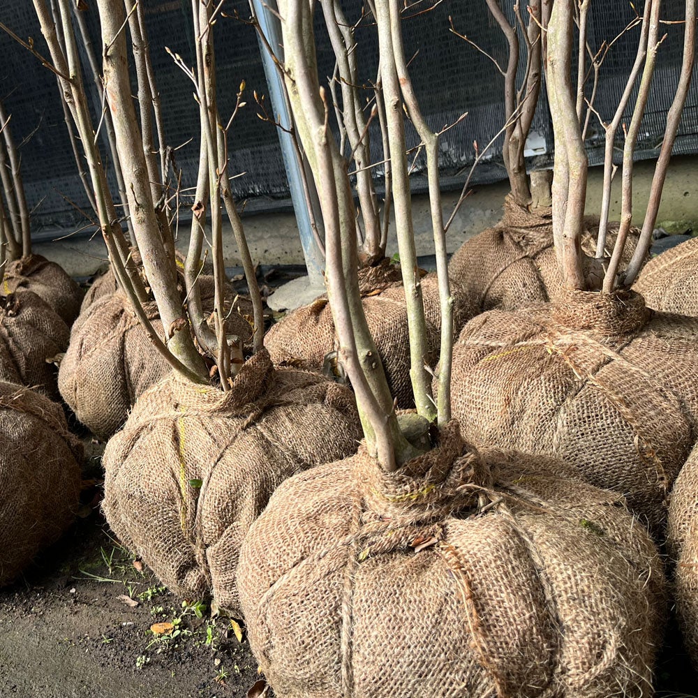 ヤマボウシ 苗 植え方 苗木部 By 花ひろばオンライン