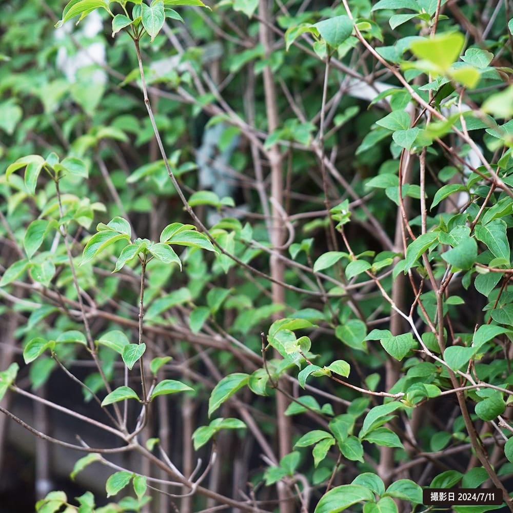 ヤマボウシ 苗 植え方 苗木部 By 花ひろばオンライン