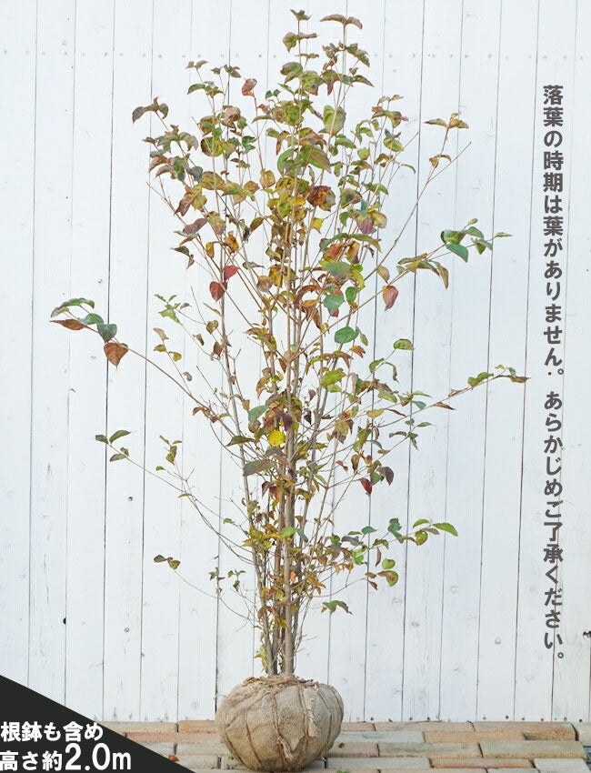 ヤマボウシ 苗 植え方 苗木部 By 花ひろばオンライン