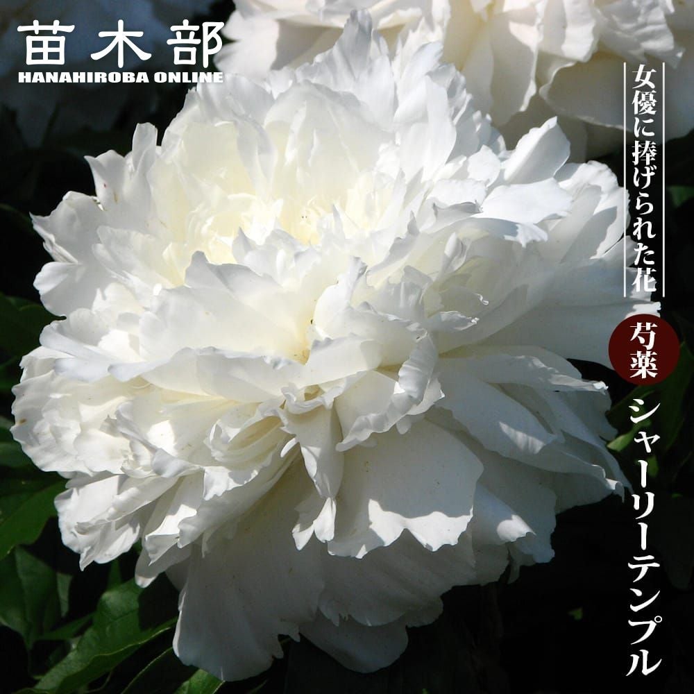 芍薬 西洋シャクヤク フェスティバマキシマ 苗 販売 苗木部 By 花