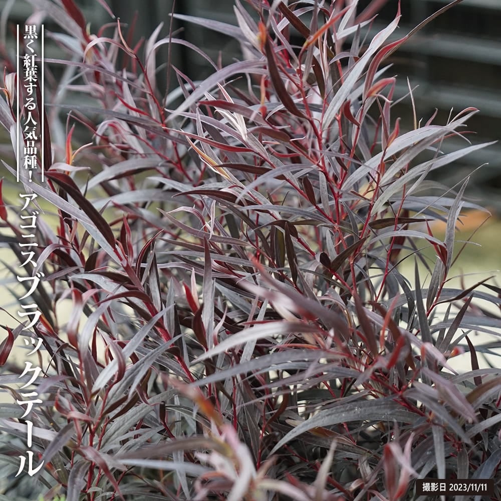 タイサンボク リトルジェム 苗 販売 苗木部 By 花ひろばオンライン