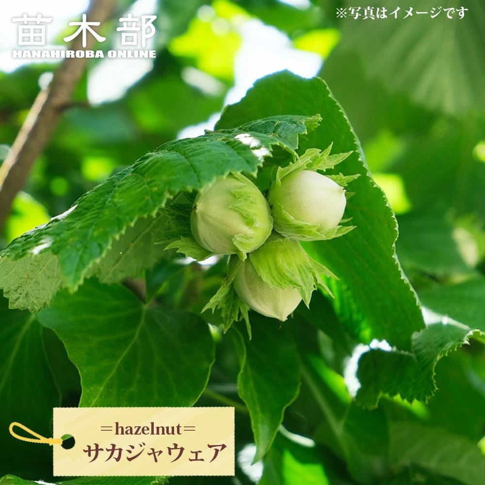 ヘーゼルナッツ サカジャウェア 苗 販売 苗木部 By 花ひろばオンライン