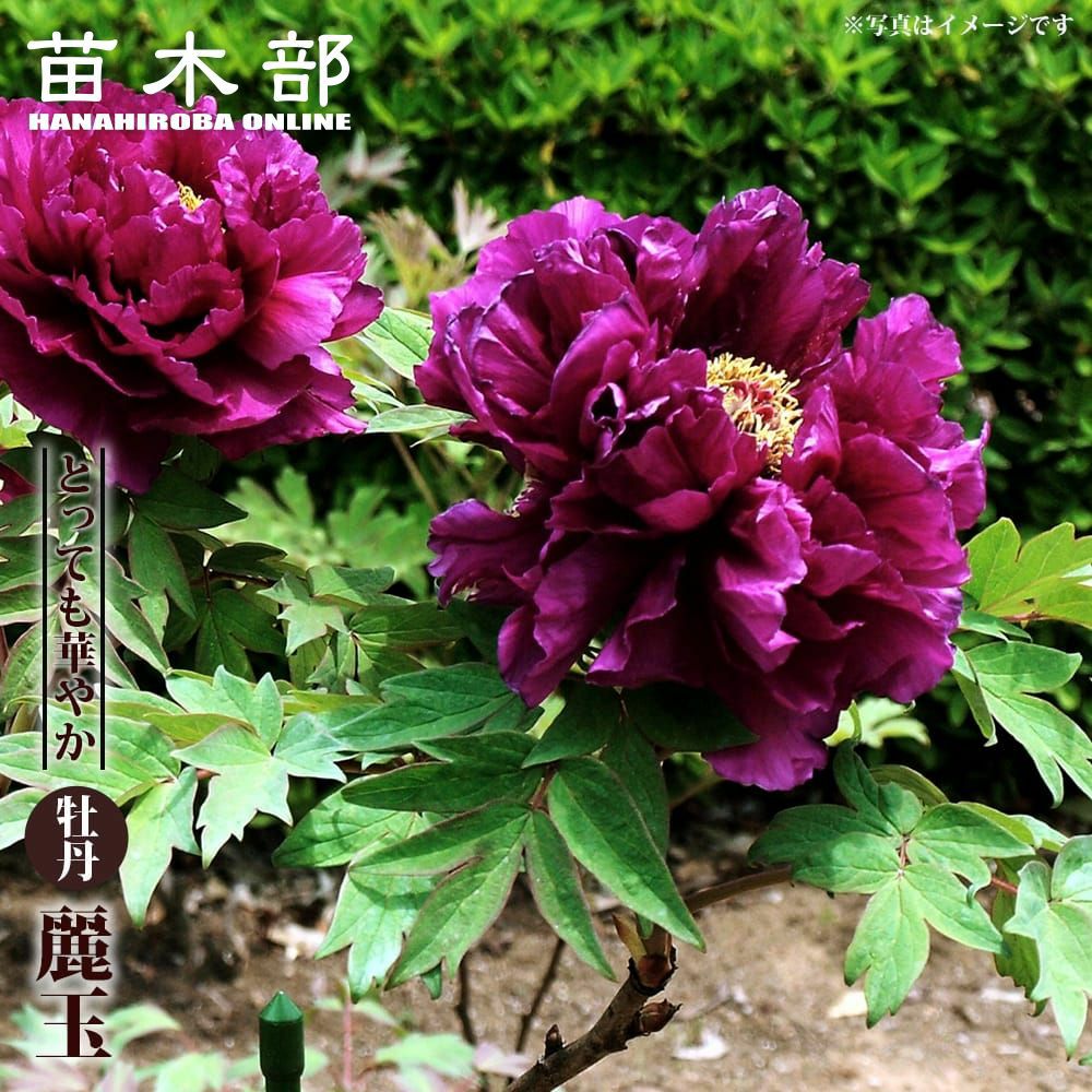 000000095942-01.jpg?size=l&w=