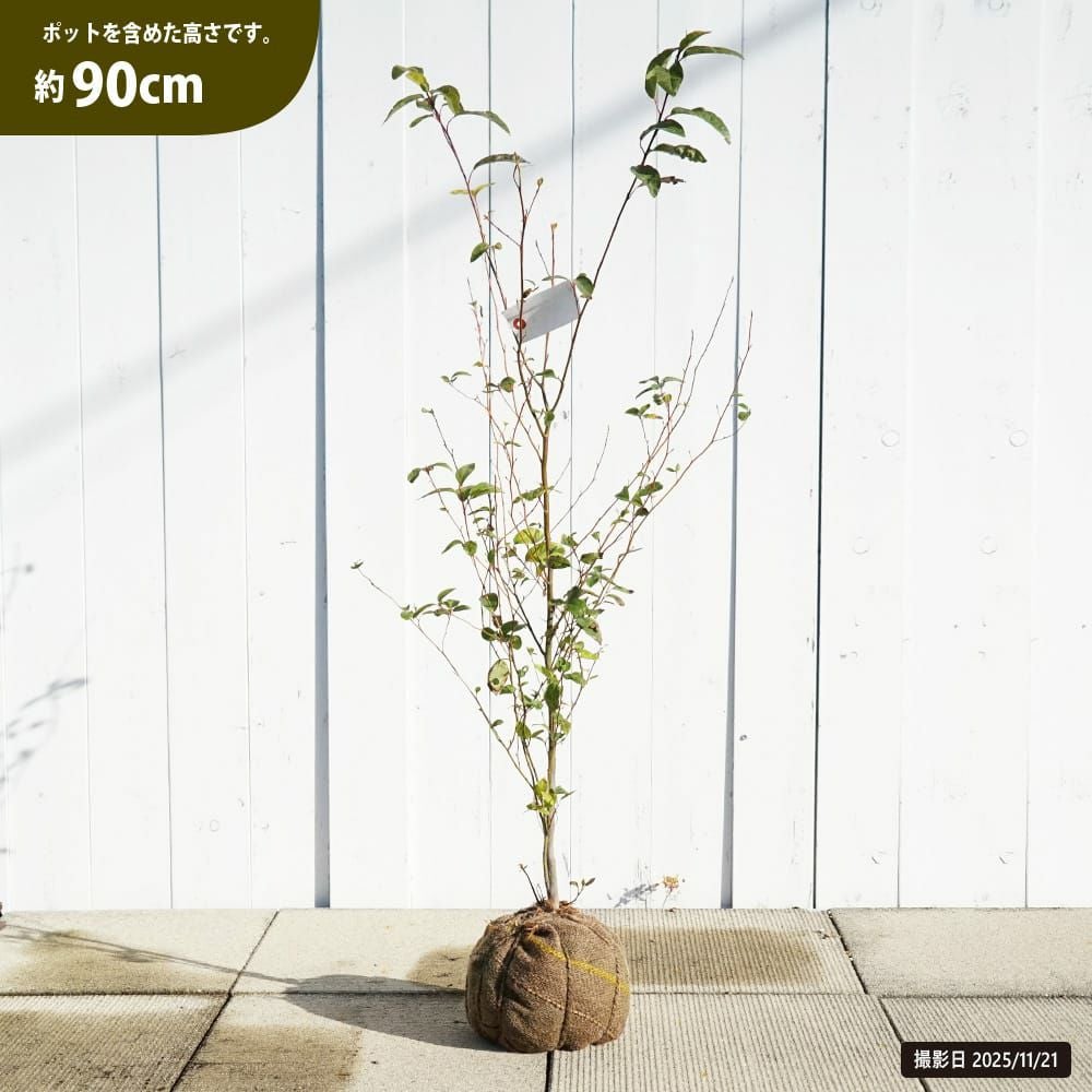 クロモジ 苗 販売 苗木部 By 花ひろばオンライン