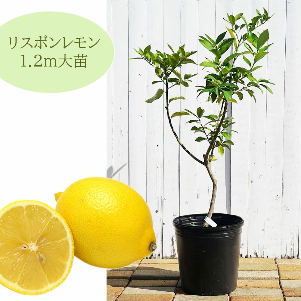 000000096036-01.jpg?size=m&w=