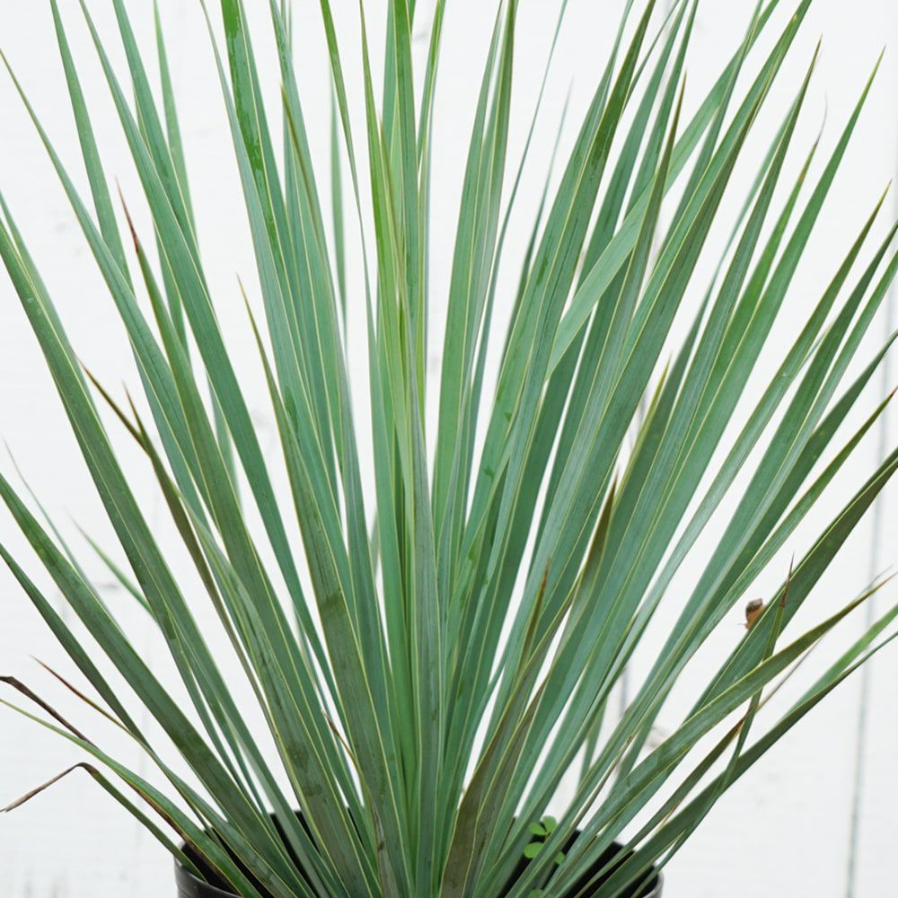 ユッカ ロストラータ 苗 植え方 苗木部 By 花ひろばオンライン