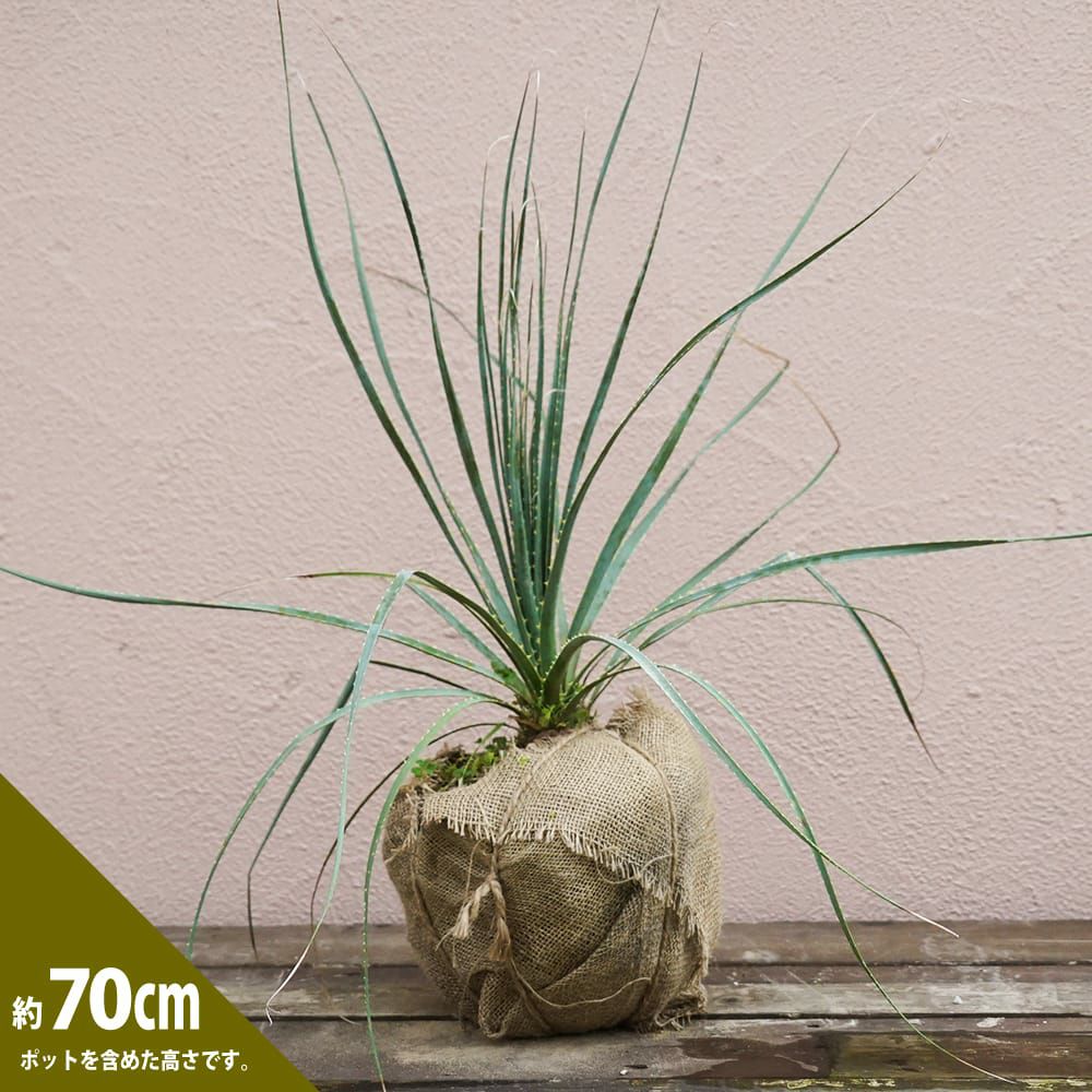 000000096101-02.jpg?size=l&w=