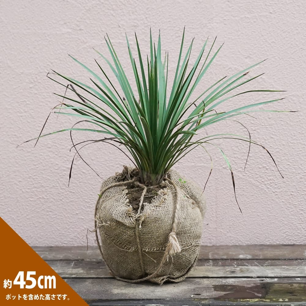 観葉植物　ユッカ　ペンデュラン ユッカ ペンデュラン 【公式通販】