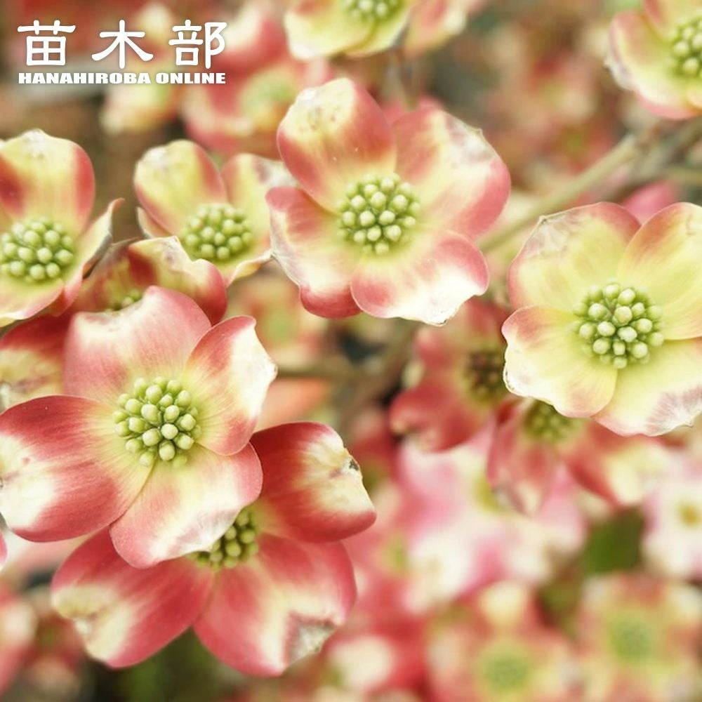 000000096222-01.jpg?size=l&w=