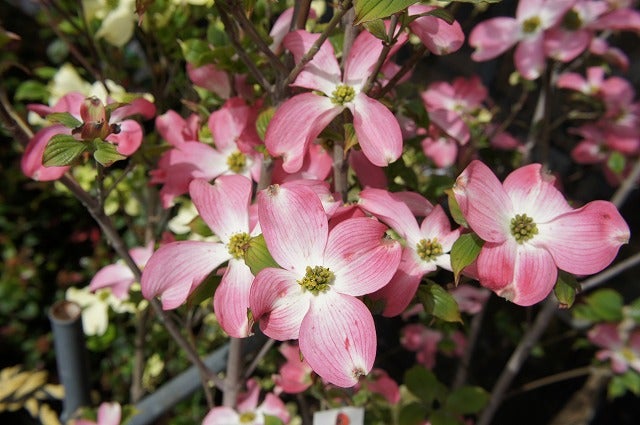 000000096222-02.jpg?size=l&w=