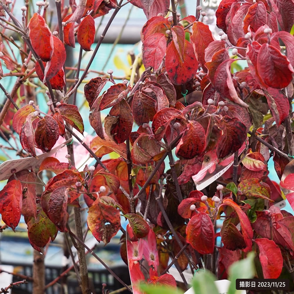 花水木 黄金葉 赤花 苗 販売 苗木部 By 花ひろばオンライン