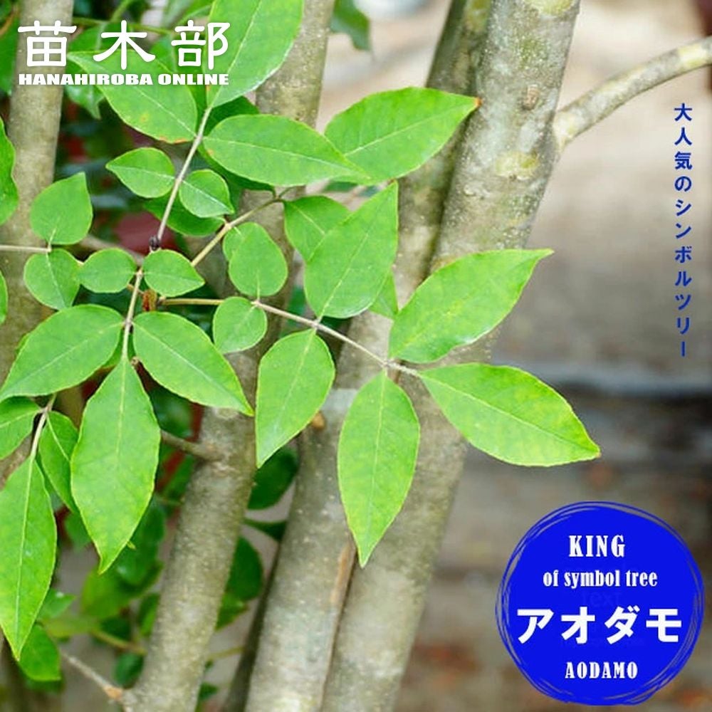 タイサンボク リトルジェム 苗 販売 苗木部 By 花ひろばオンライン