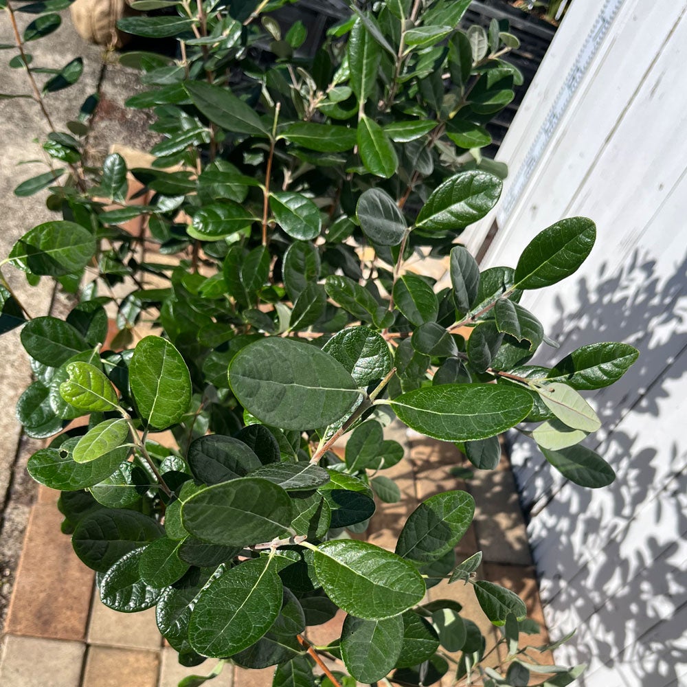 フェイジョア 苗 通販 苗木部 By 花ひろばオンライン