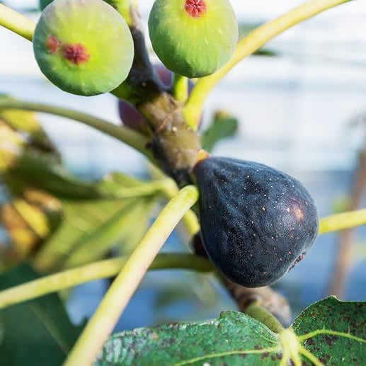 イチジク 夏秋兼用種 ネグローネの通販 苗木部 By 花ひろばオンライン