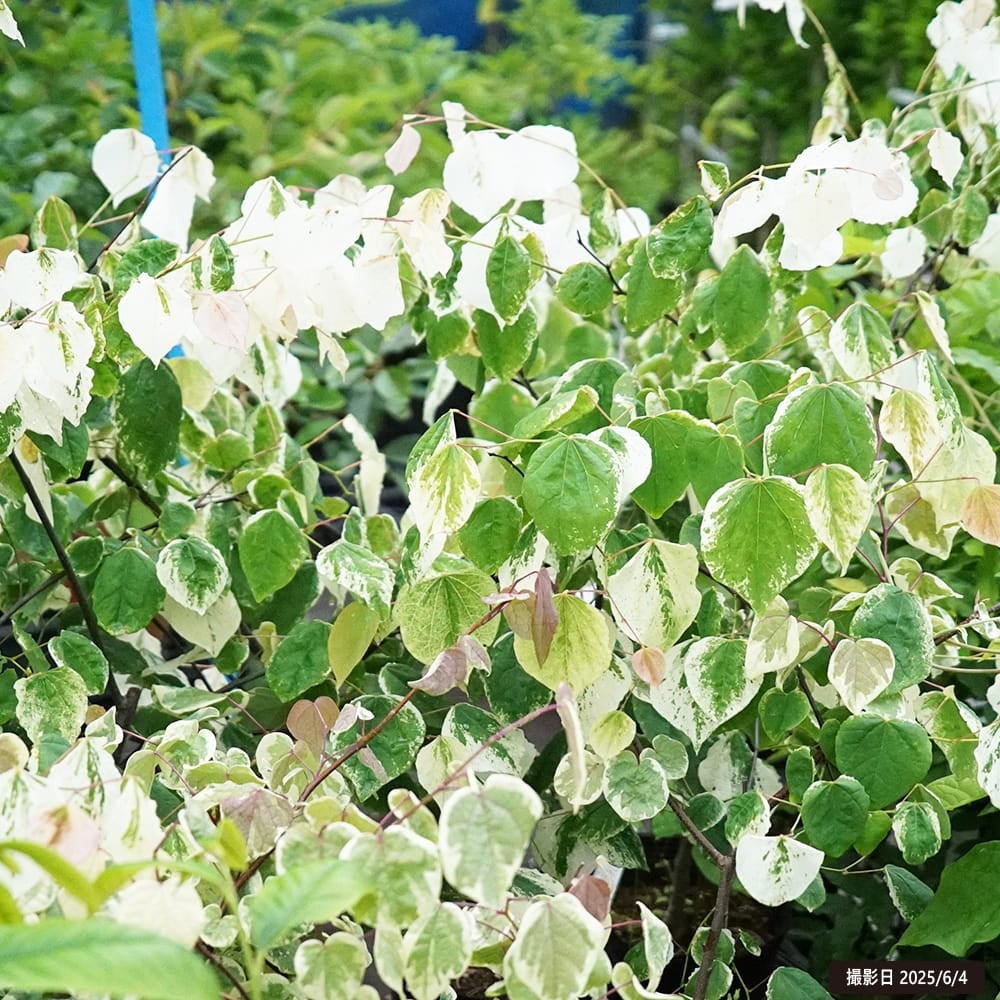 マルバノキ 苗 販売 苗木部 By 花ひろばオンライン