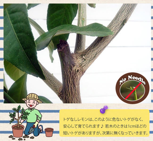 柑橘 レモン ビアフランカ 苗 植え時期 苗木部 By 花ひろばオンライン