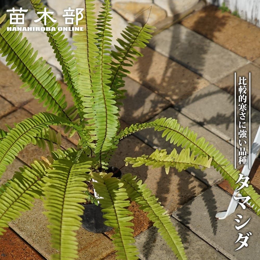 000000096805-01.jpg?size=l&w=