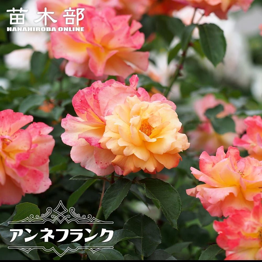 複色咲きのバラ | 苗木部 本店 By 花ひろばオンライン