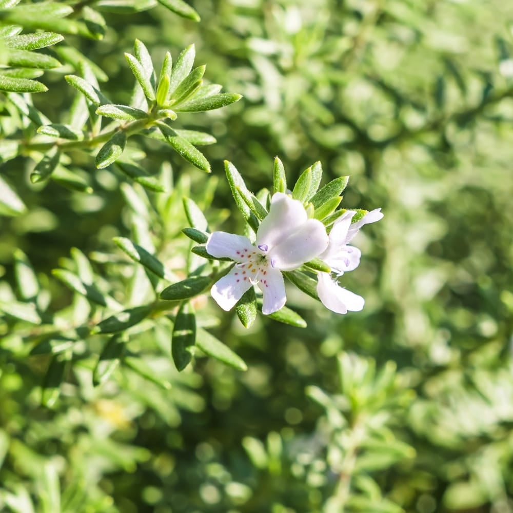 000000096881-02.jpg?size=l&w=