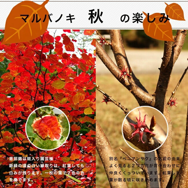 000000098696-02.jpg?size=l&w=