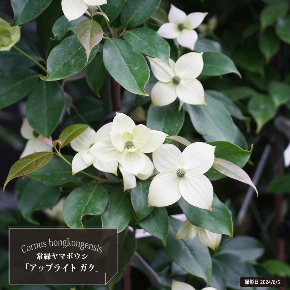 000000099027-01.jpg?size=l&w=