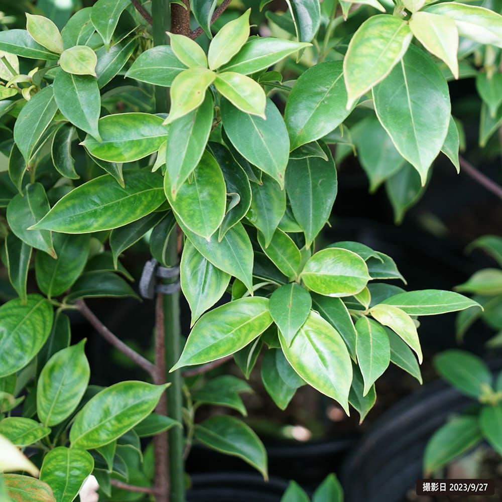 000000099027-03.jpg?size=l&w=