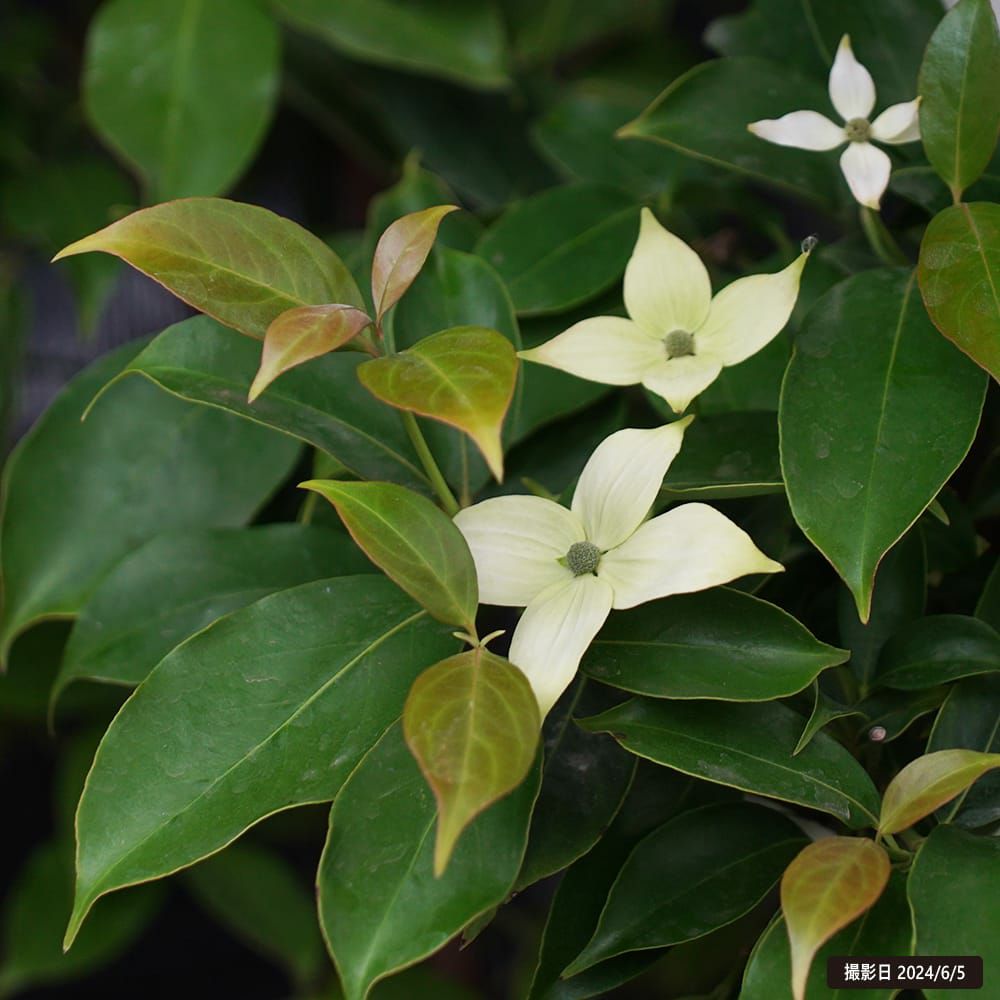 000000099027-07.jpg?size=l&w=