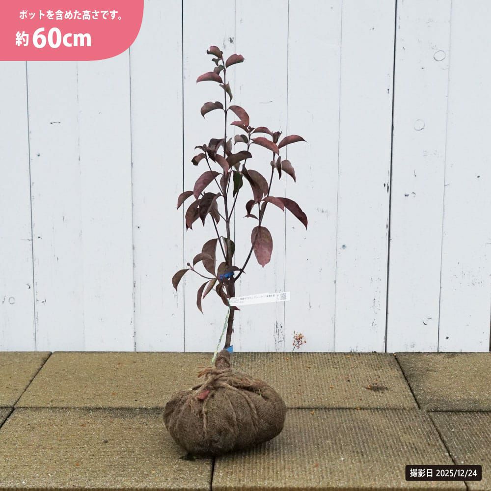 常緑ヤマボウシ グリーンペイジ 苗 販売 苗木部 By 花ひろばオンライン