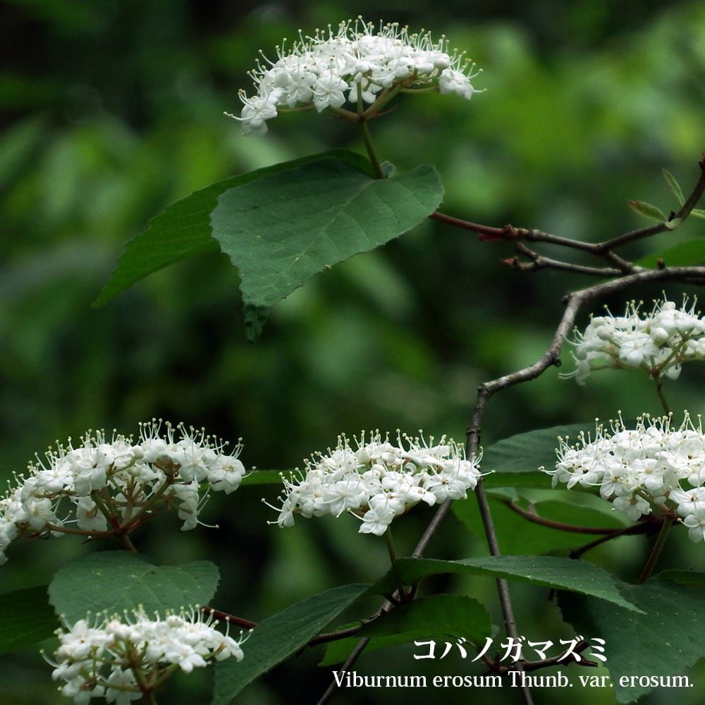 山採り　コバノガマズミ 000000099060-01.jpg?size=m&w=