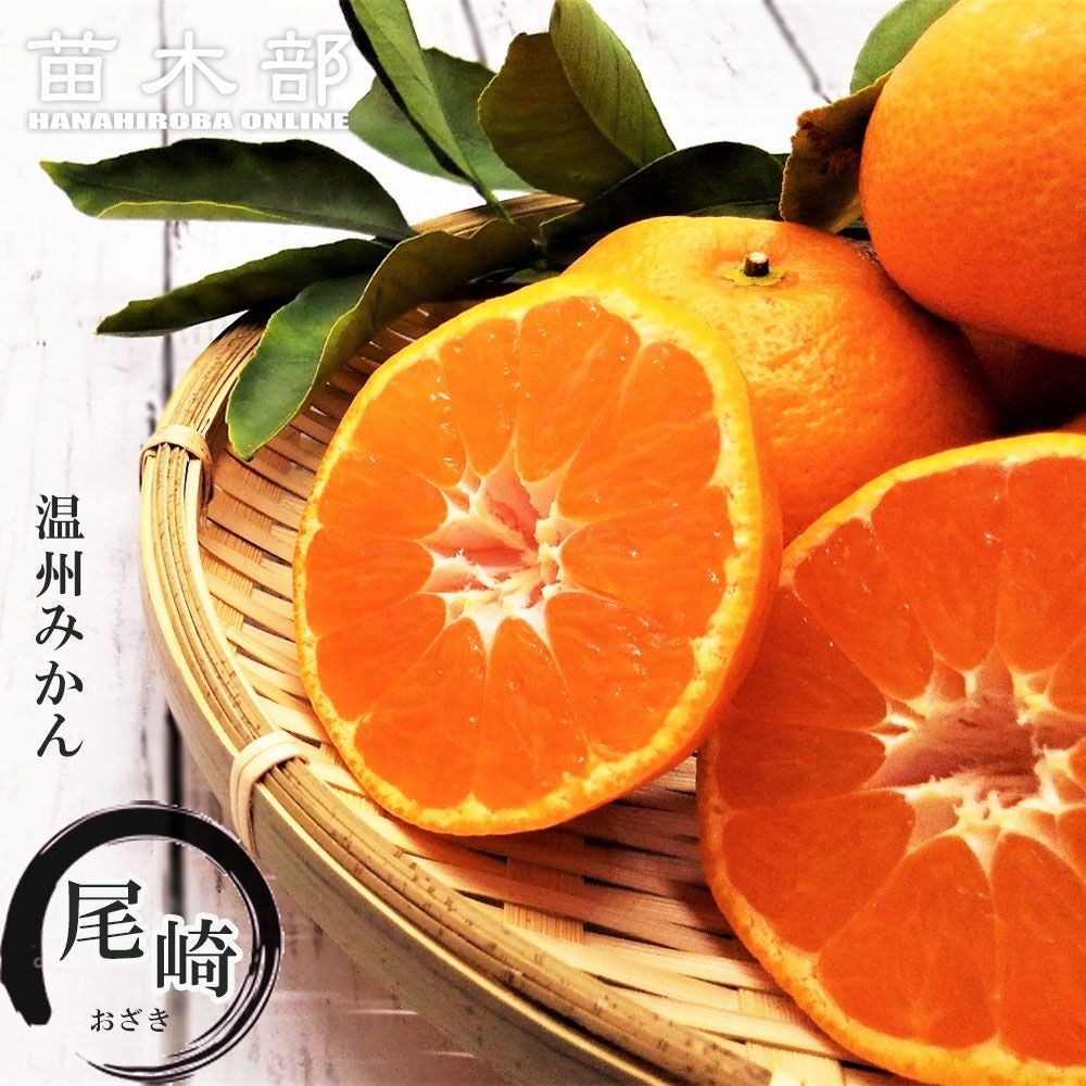 柑橘 福来みかん 苗 販売 苗木部 By 花ひろばオンライン