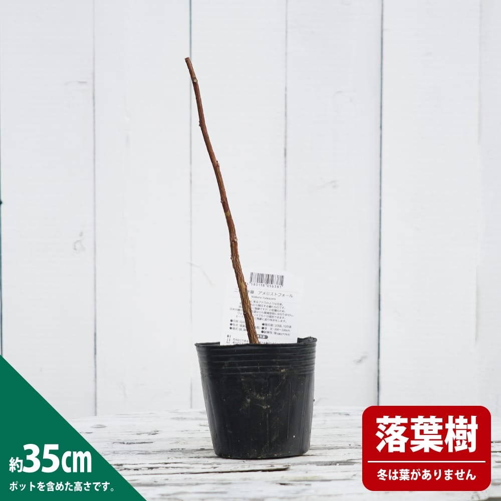 フジ苗B 楽天市場】藤 苗（花の苗物｜苗物）：ガーデニング・農業<花・ガーデン
